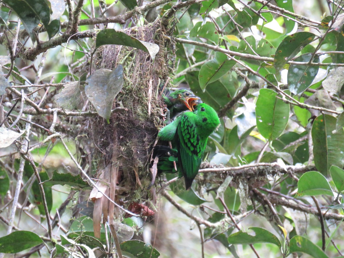 Whitehead's Broadbill - ML627202223