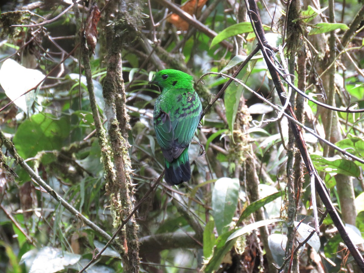 Whitehead's Broadbill - ML627202224