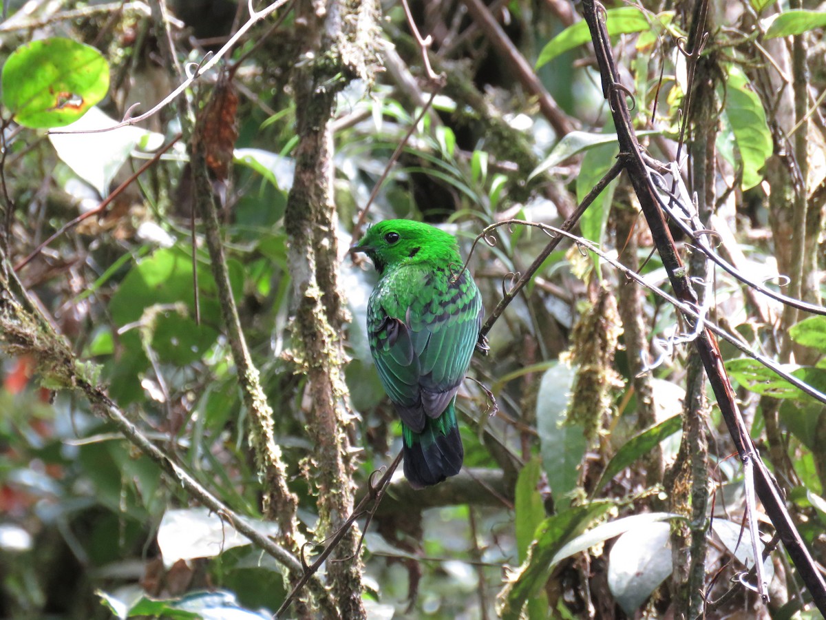 Whitehead's Broadbill - ML627202245