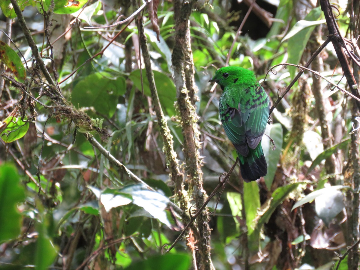 Whitehead's Broadbill - ML627202246