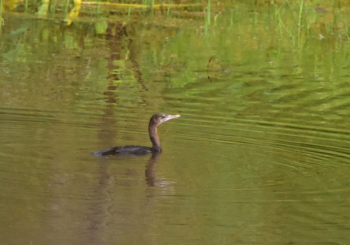 Little Cormorant - ML627202264