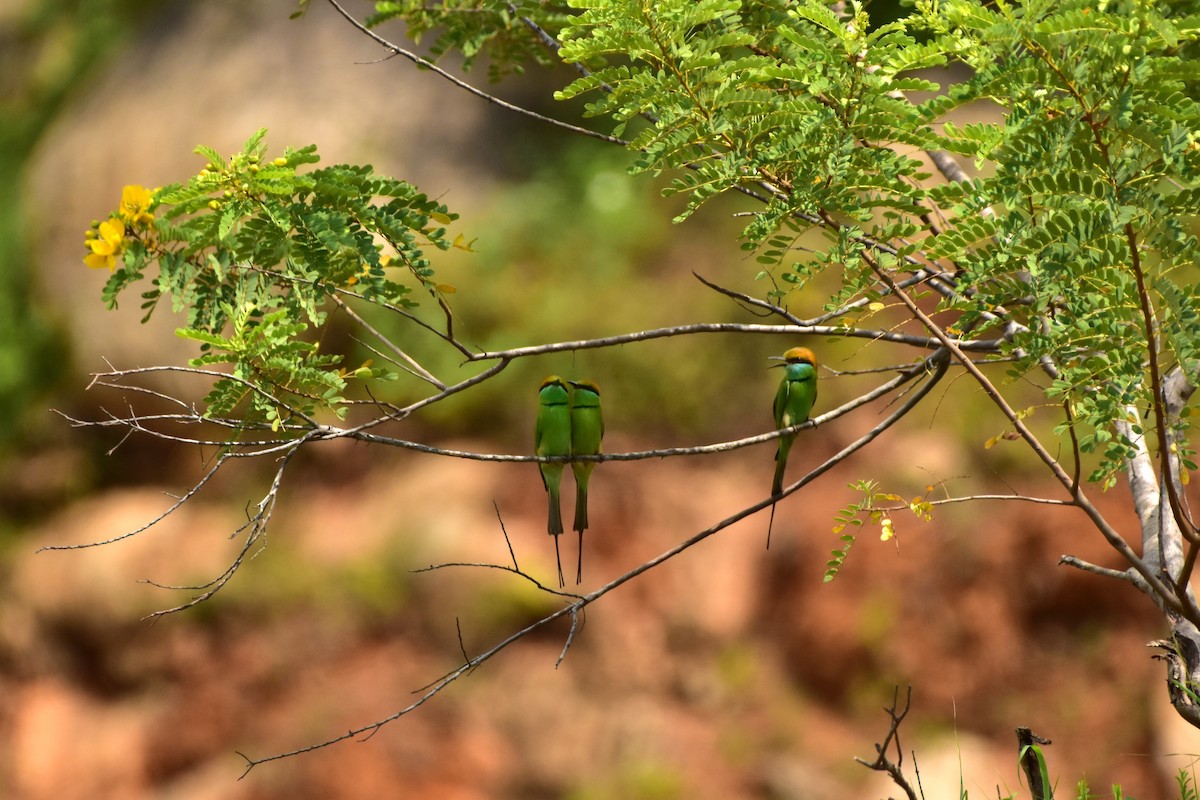 Asian Green Bee-eater - ML627202319