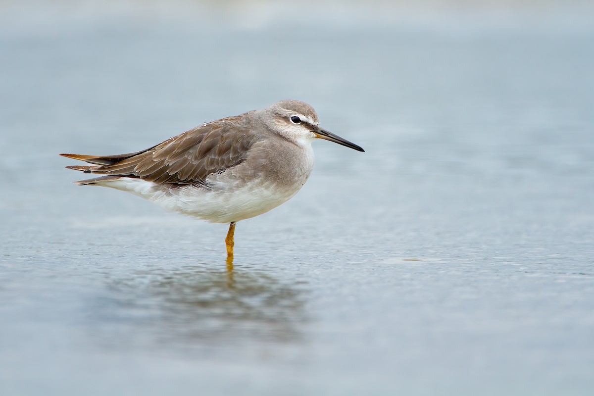 Gray-tailed Tattler - ML627202409