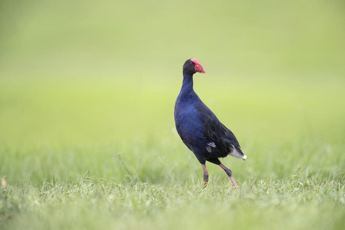 Australasian Swamphen - ML627202518