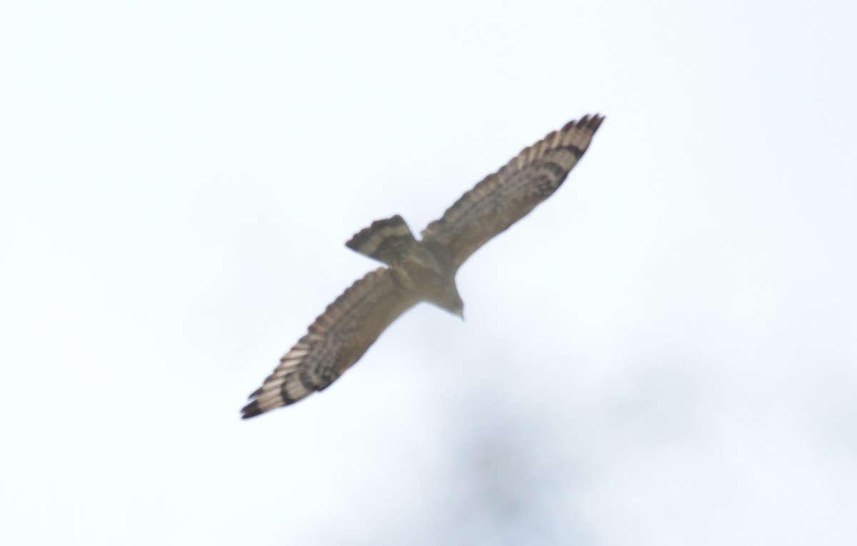 Oriental Honey-buzzard - ML627202869