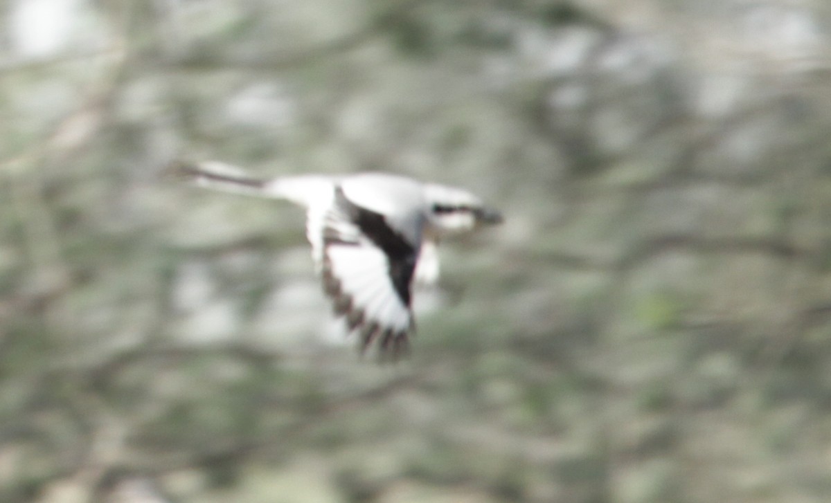 Great Gray Shrike - ML627202880