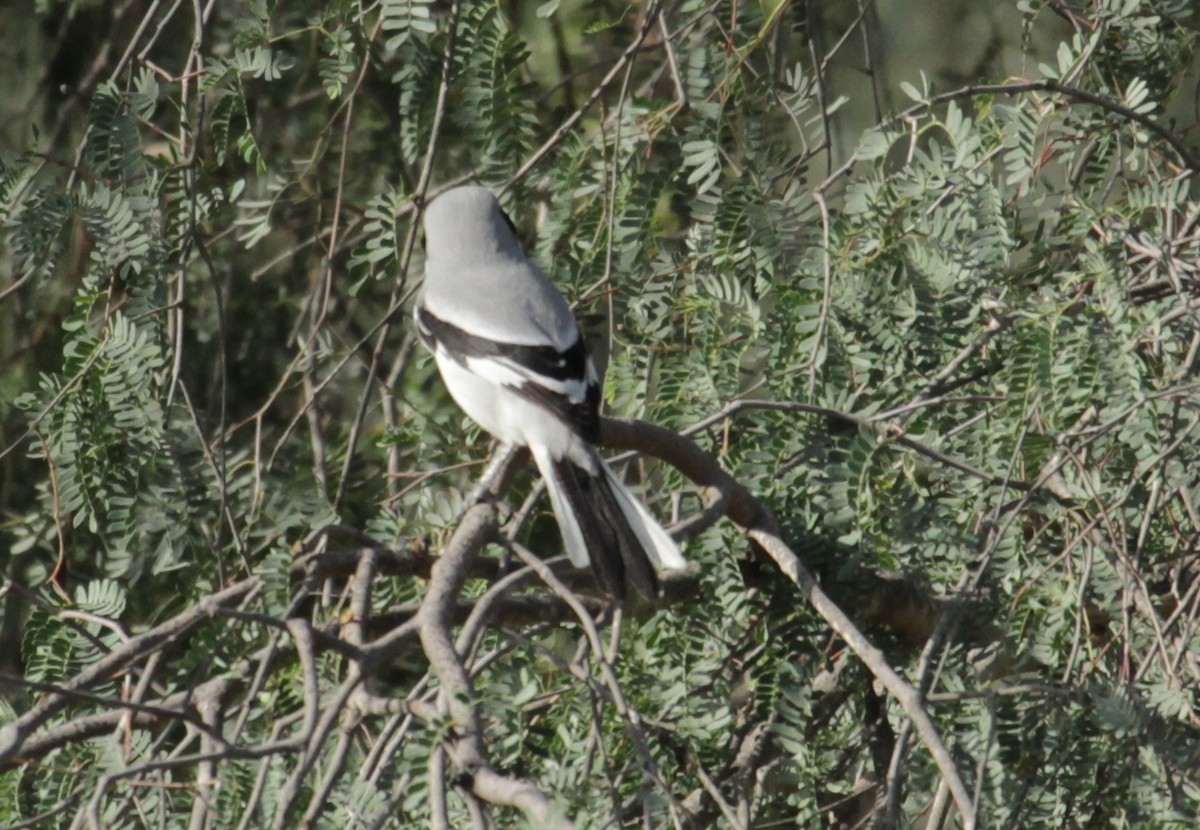 Great Gray Shrike - ML627202882