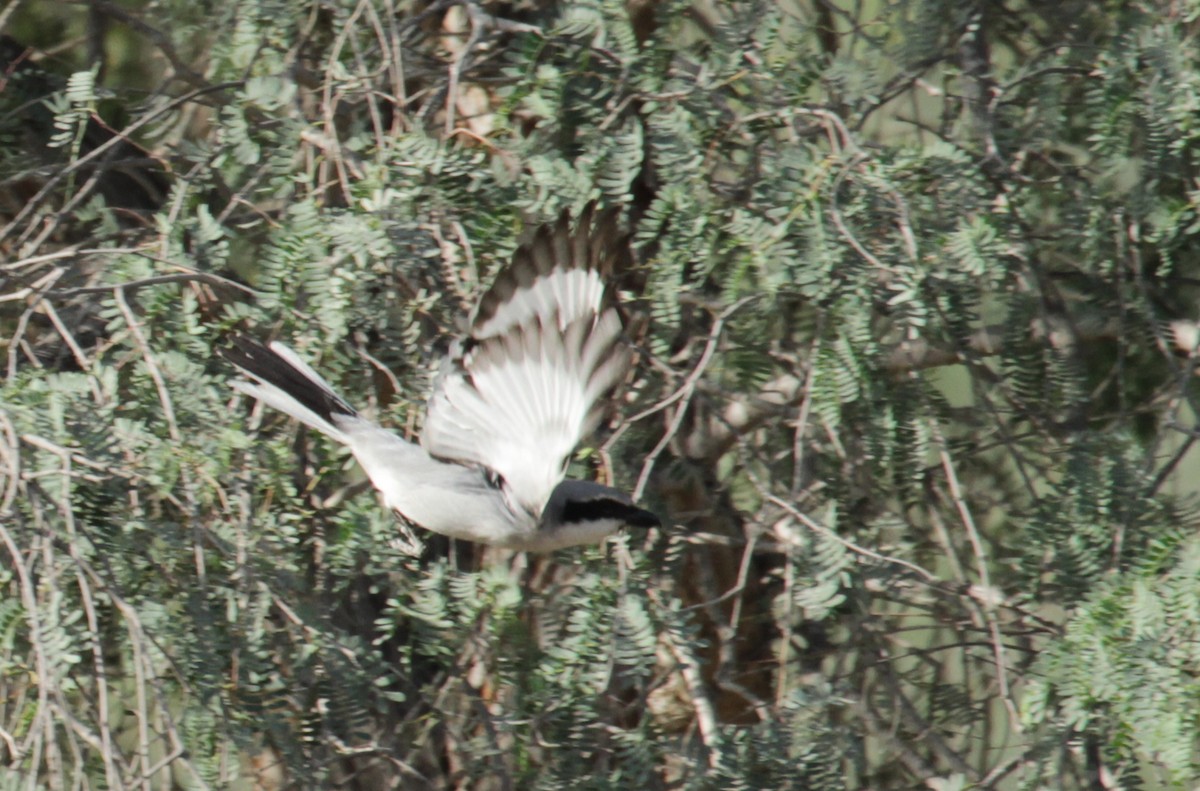 Great Gray Shrike - ML627202883