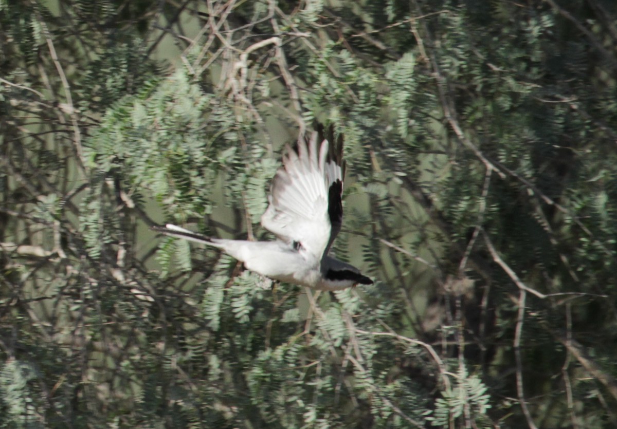 Great Gray Shrike - ML627202885