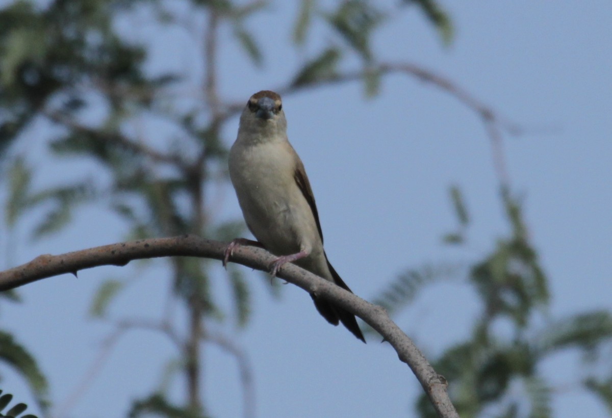 Indian Silverbill - ML627202891