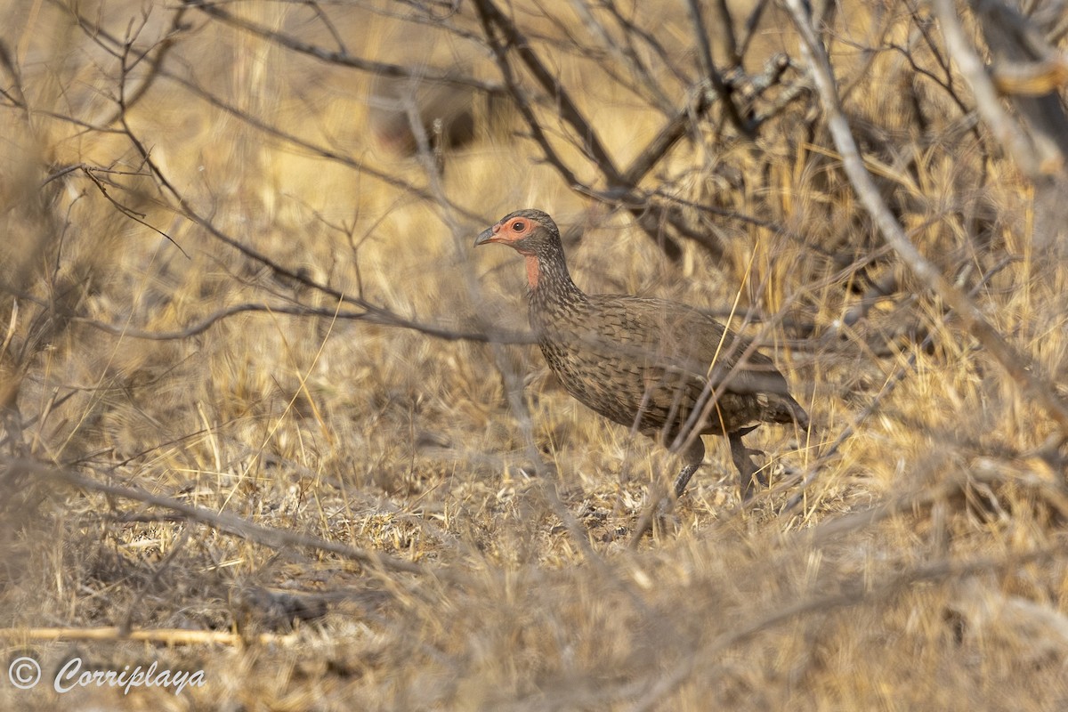 Swainson's Spurfowl - ML627203210