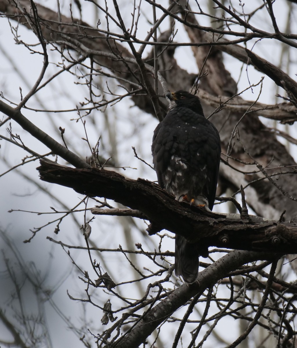 Black Goshawk - ML627203287