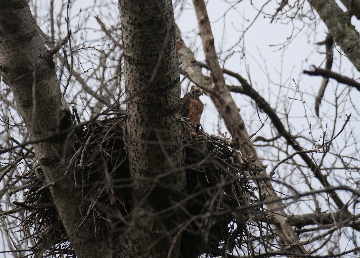 Black Goshawk - ML627203288