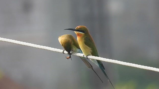 Blue-tailed Bee-eater - ML627203357