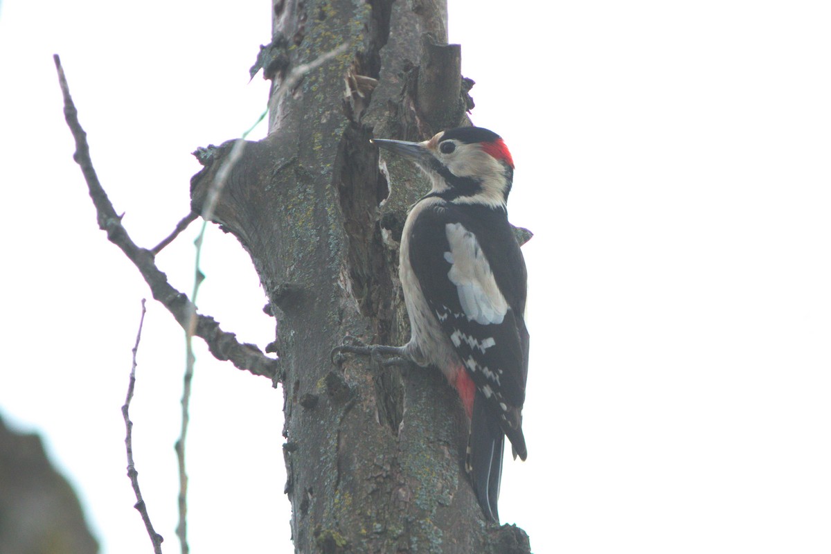 Syrian Woodpecker - ML627203406