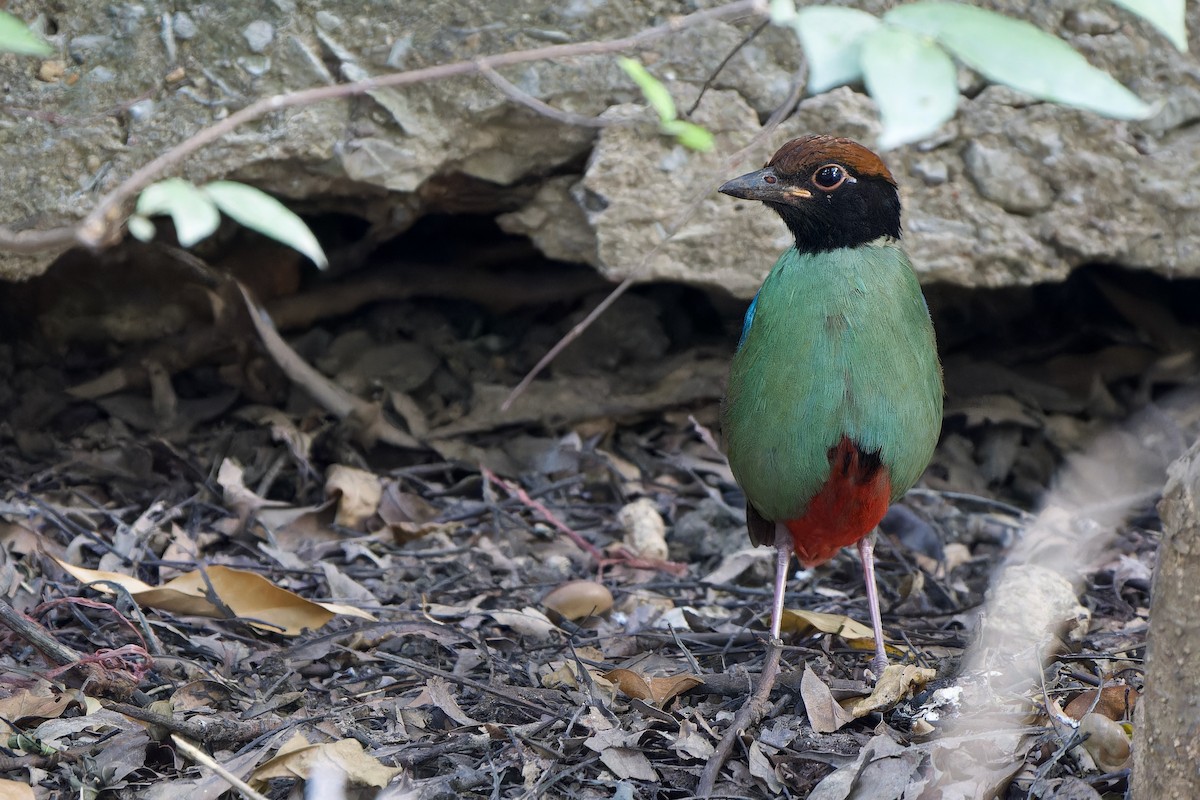 Western Hooded Pitta (Chestnut-crowned) - ML627203460