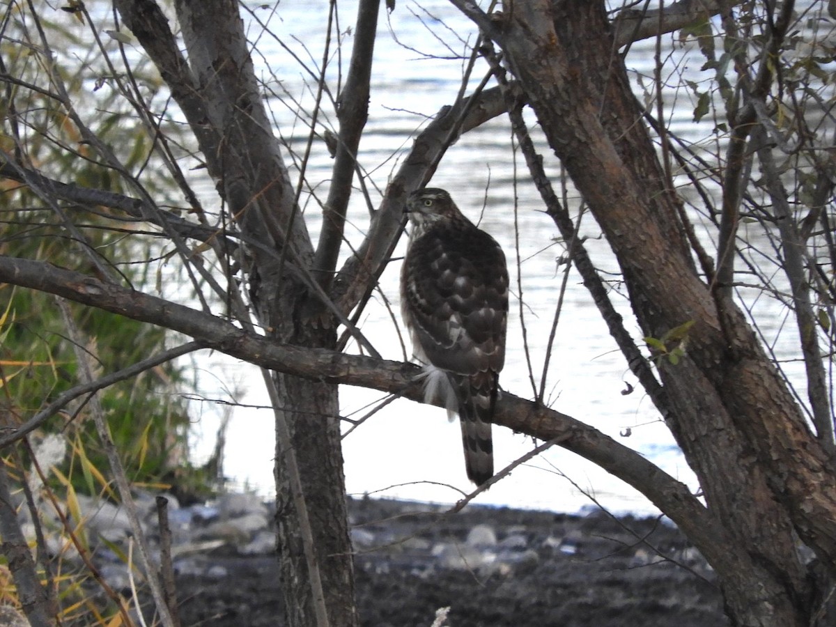 Үлэг харцага - ML627203674