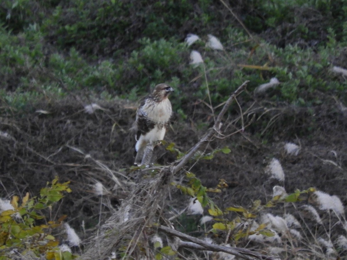 Дорнын сар - ML627203676