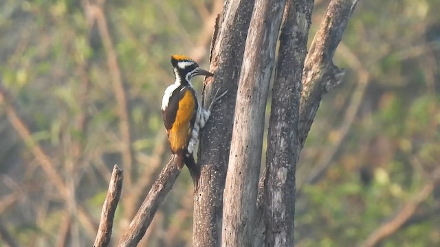 White-naped Woodpecker - ML627203704