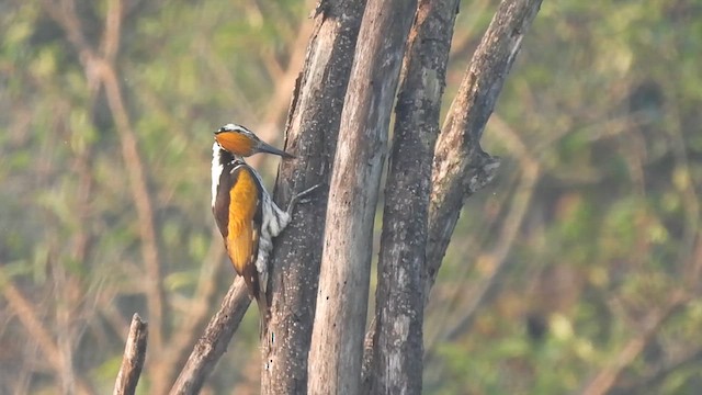 White-naped Woodpecker - ML627204037