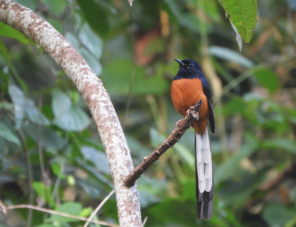 White-rumped Shama (White-rumped) - ML627204056