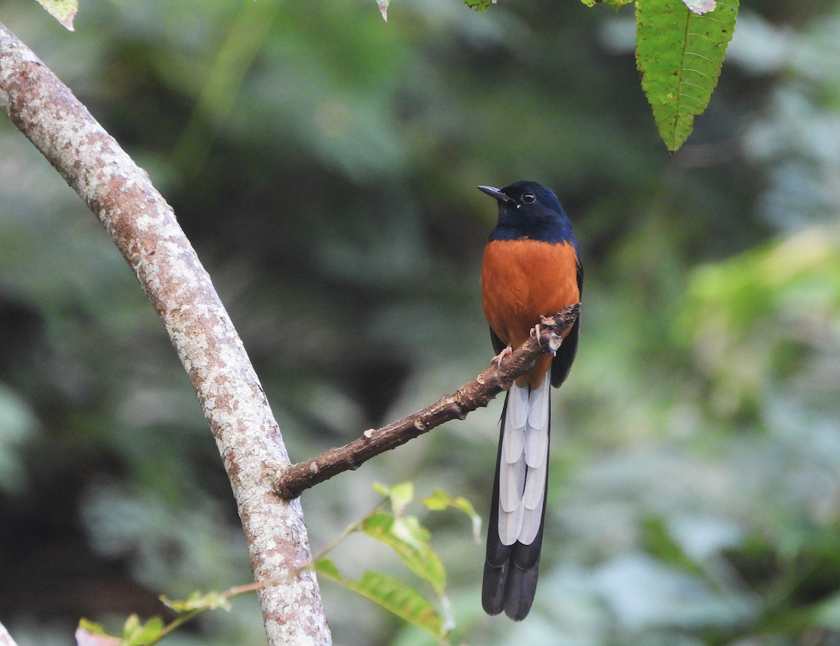 White-rumped Shama (White-rumped) - ML627204065