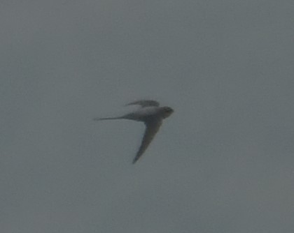 Crested Treeswift - ML627204207
