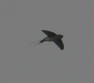 Crested Treeswift - ML627204268