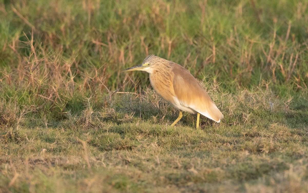 Squacco Heron - ML627204308