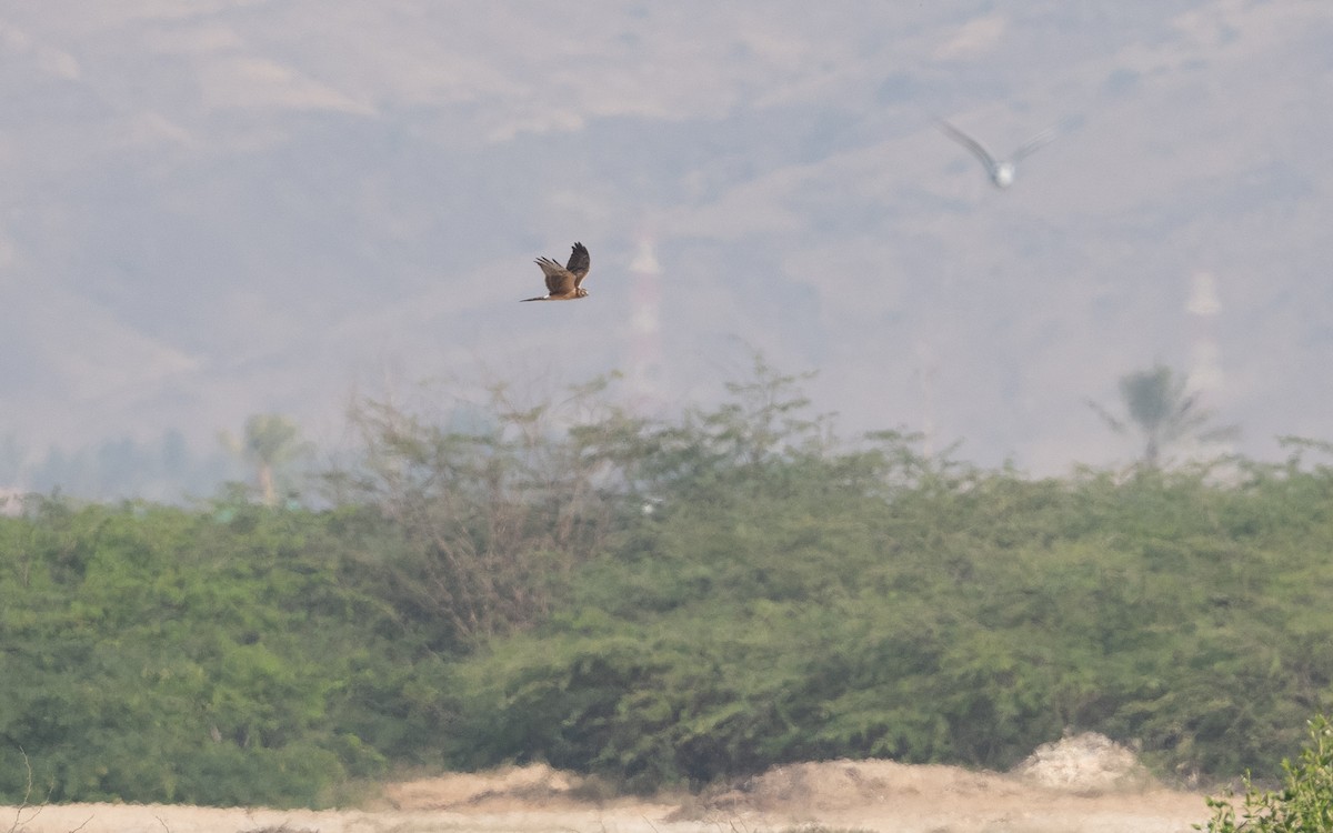 Pallid Harrier - ML627204481
