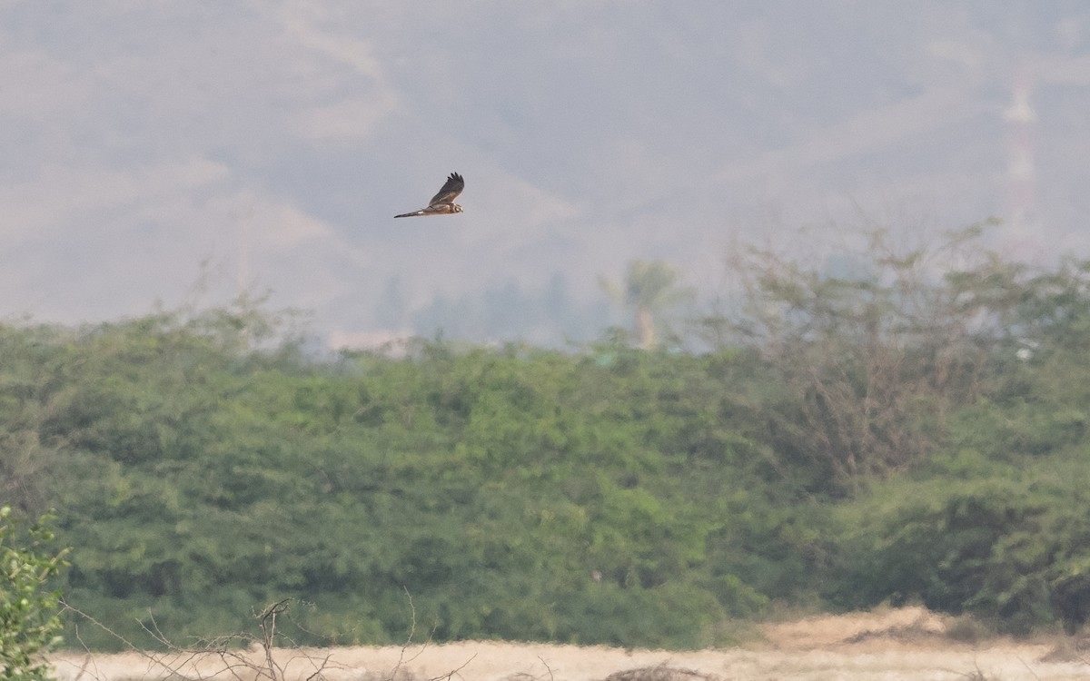 Pallid Harrier - ML627204482