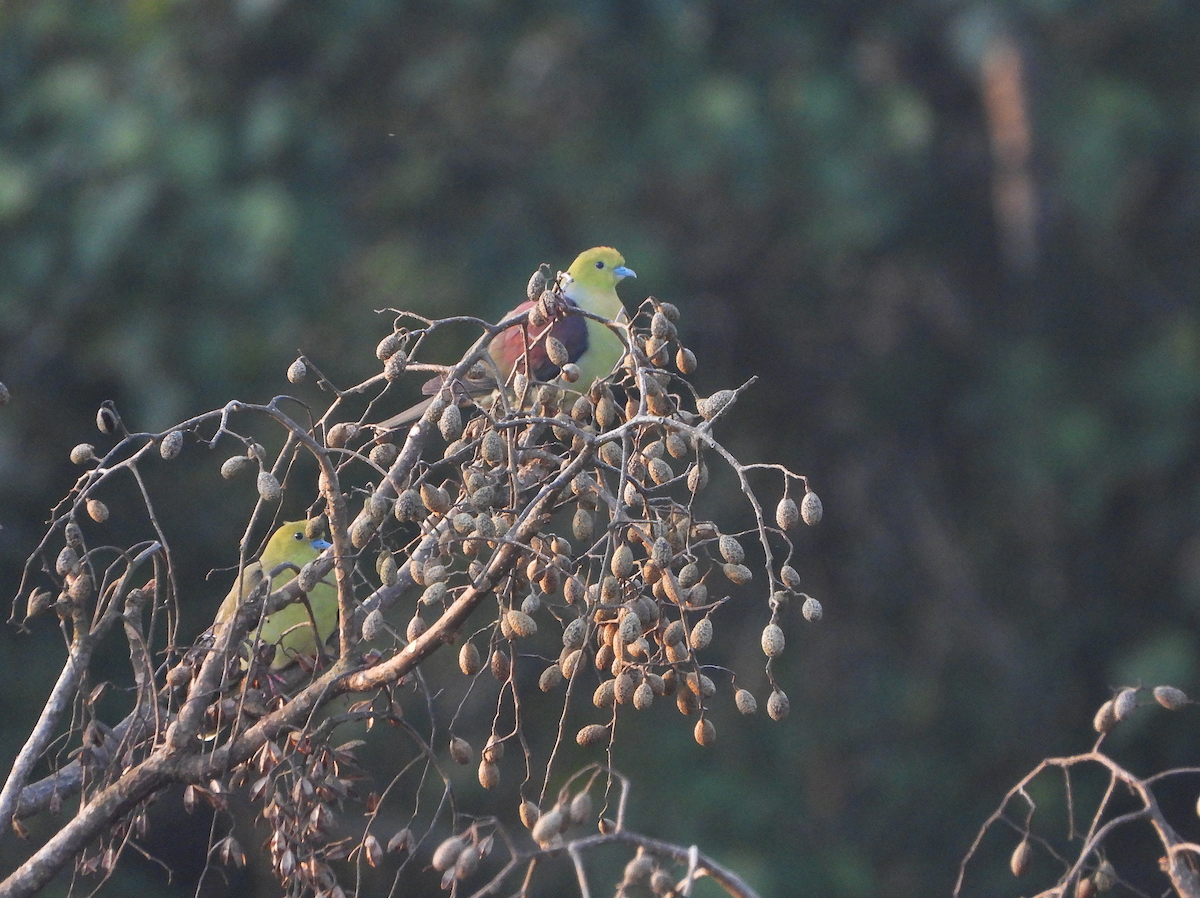 Wedge-tailed Green-Pigeon - ML627204513