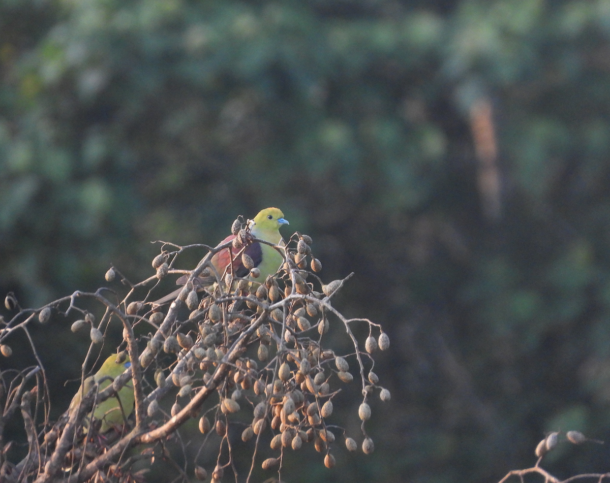 Wedge-tailed Green-Pigeon - ML627204517