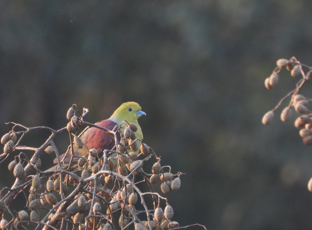 Wedge-tailed Green-Pigeon - ML627204520