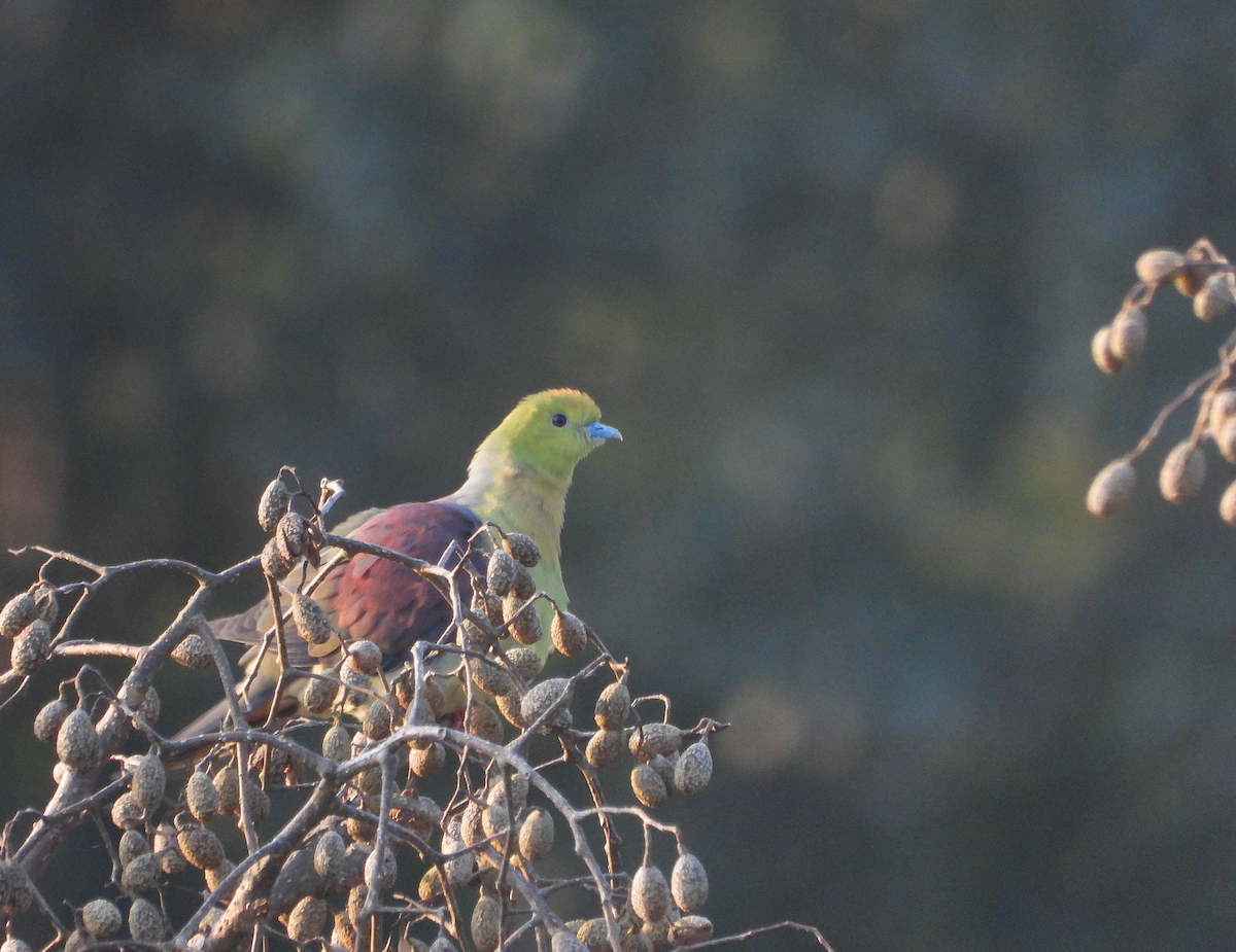 Wedge-tailed Green-Pigeon - ML627204524