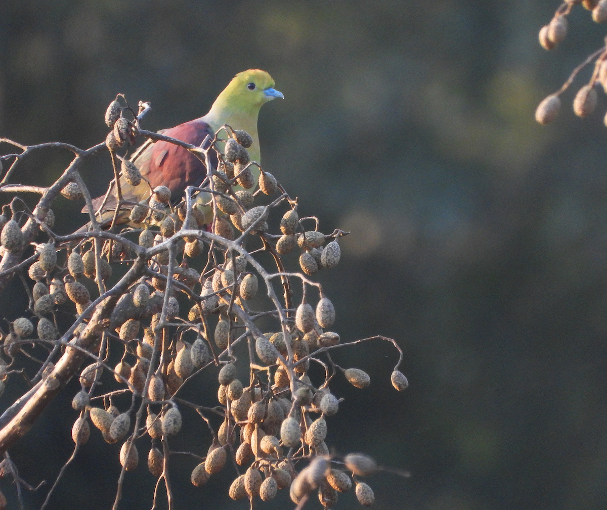 Wedge-tailed Green-Pigeon - ML627204534