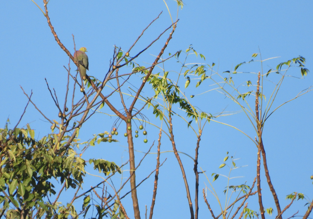 Wedge-tailed Green-Pigeon - ML627204538