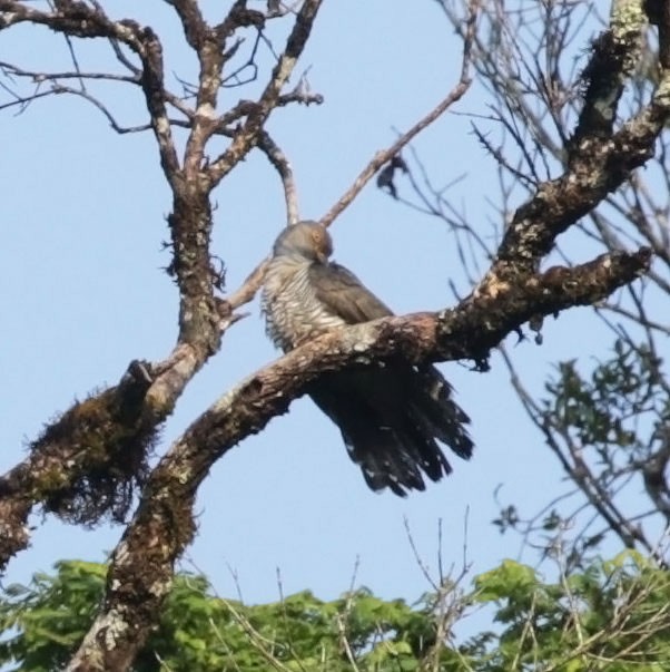 Madagascar Cuckoo - ML627204561