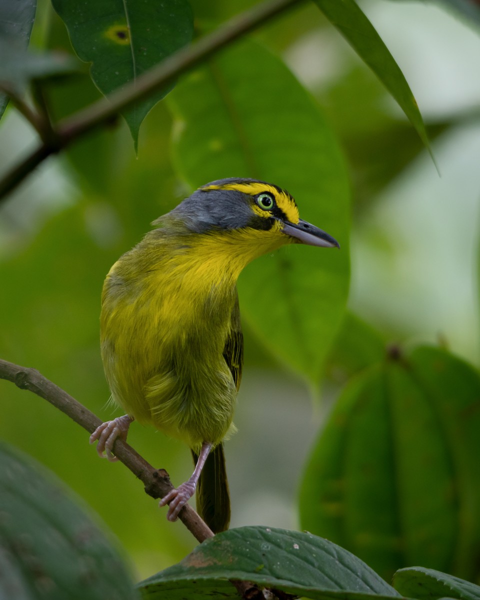 Slaty-capped Shrike-Vireo - ML627204611