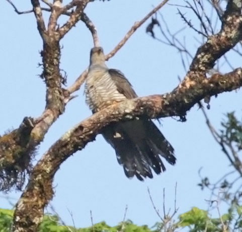 Madagascar Cuckoo - ML627204661
