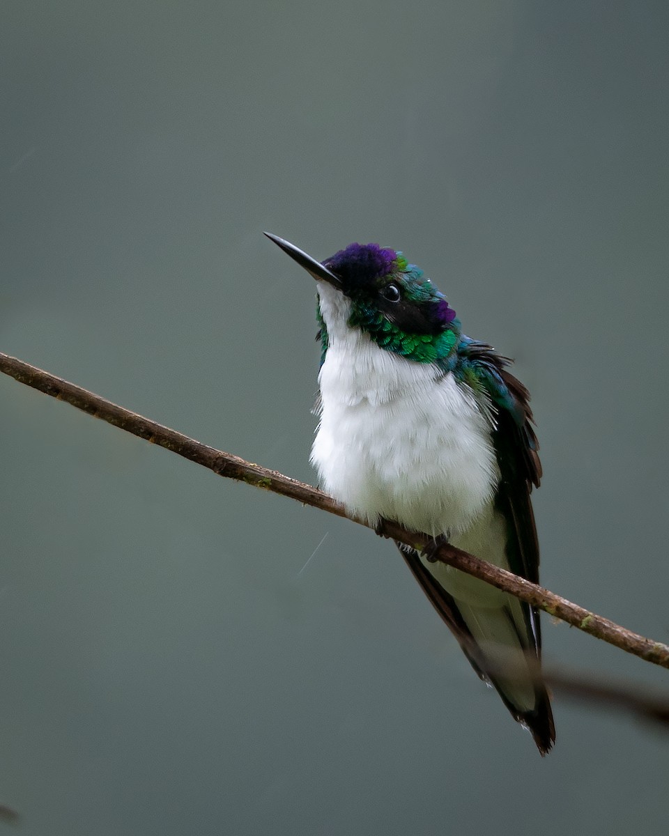 Purple-crowned Fairy - ML627204710