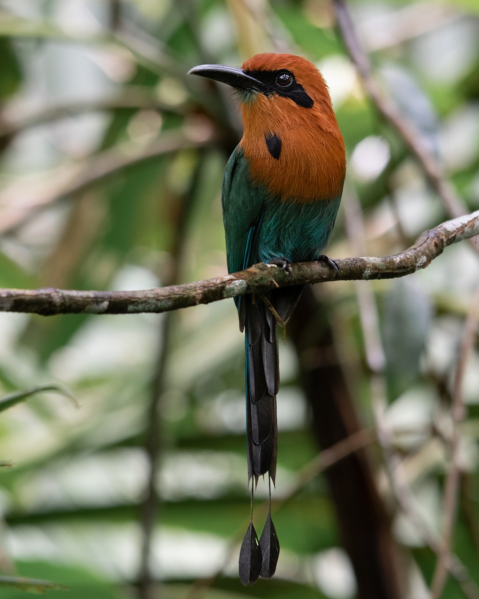 Broad-billed Motmot - ML627204729