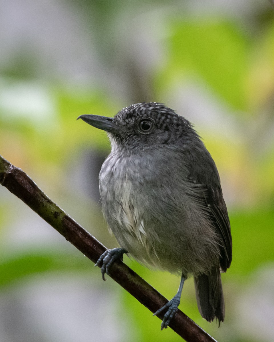 Spot-crowned Antvireo - ML627204744