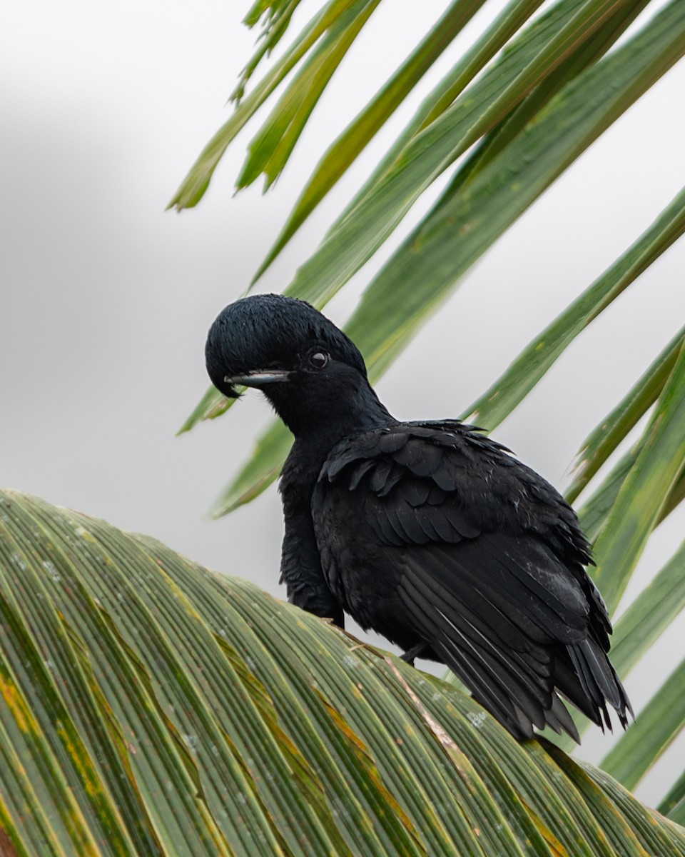Long-wattled Umbrellabird - ML627204749