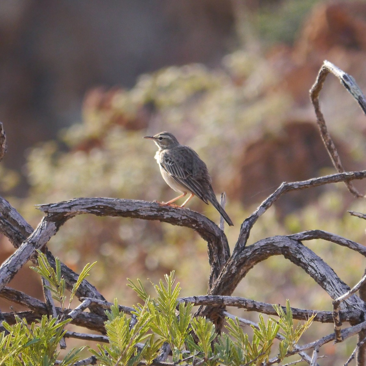 Long-billed Pipit - ML627205021
