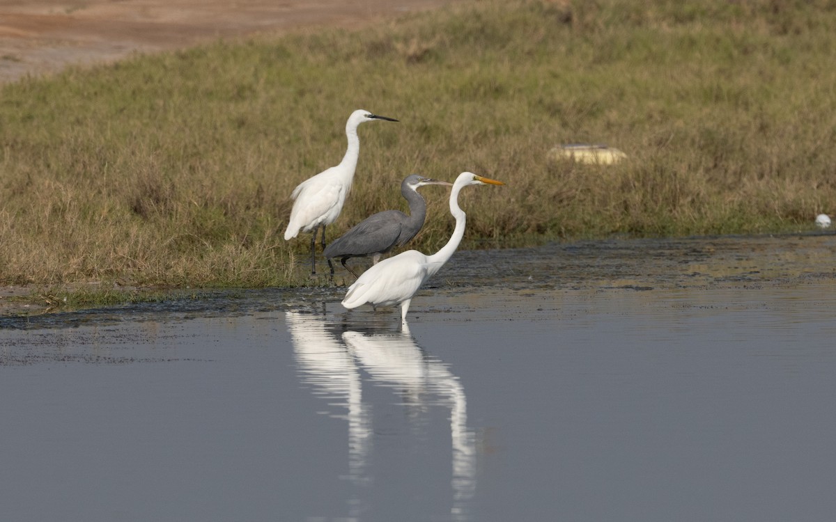 Great Egret - ML627205142