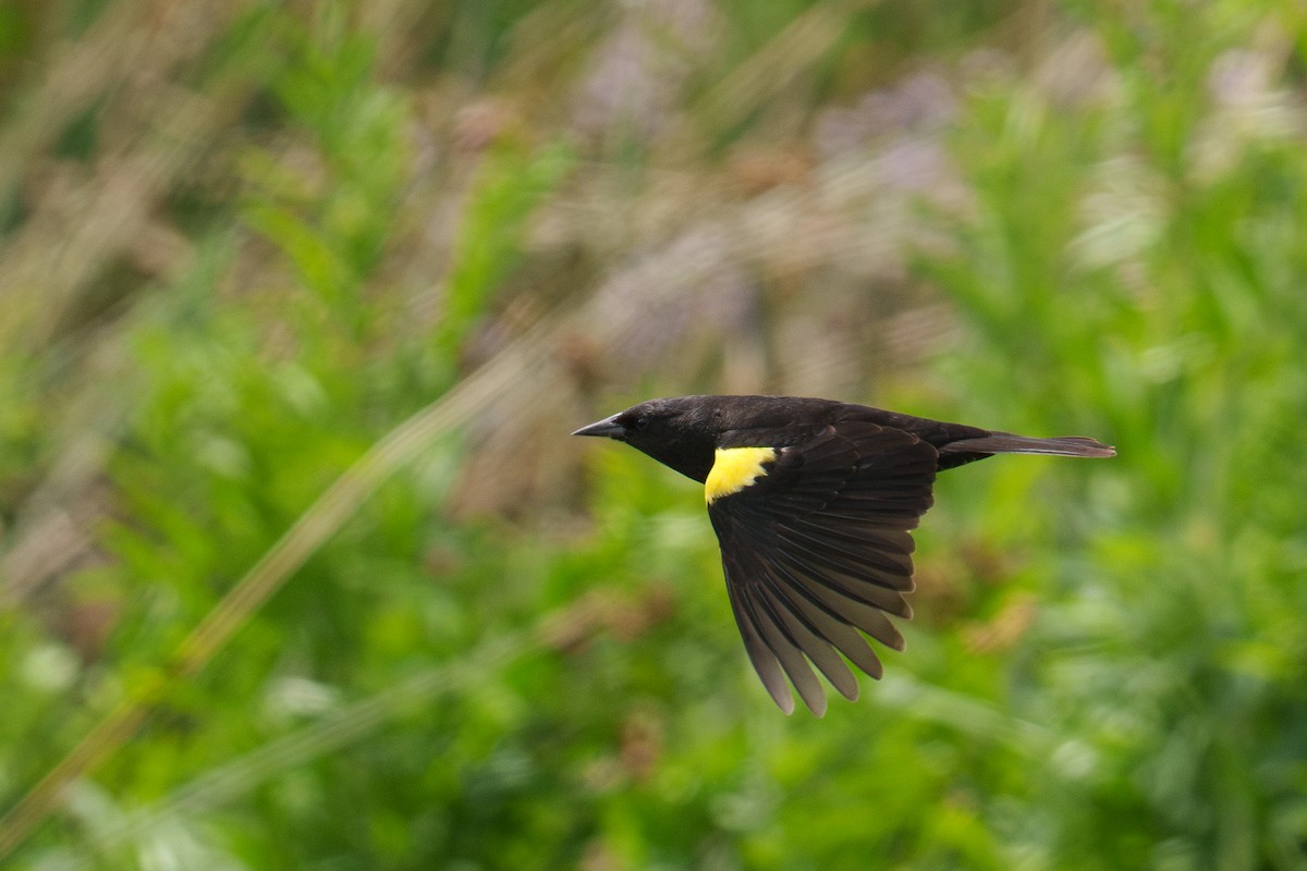 Yellow-winged Blackbird - ML627205309