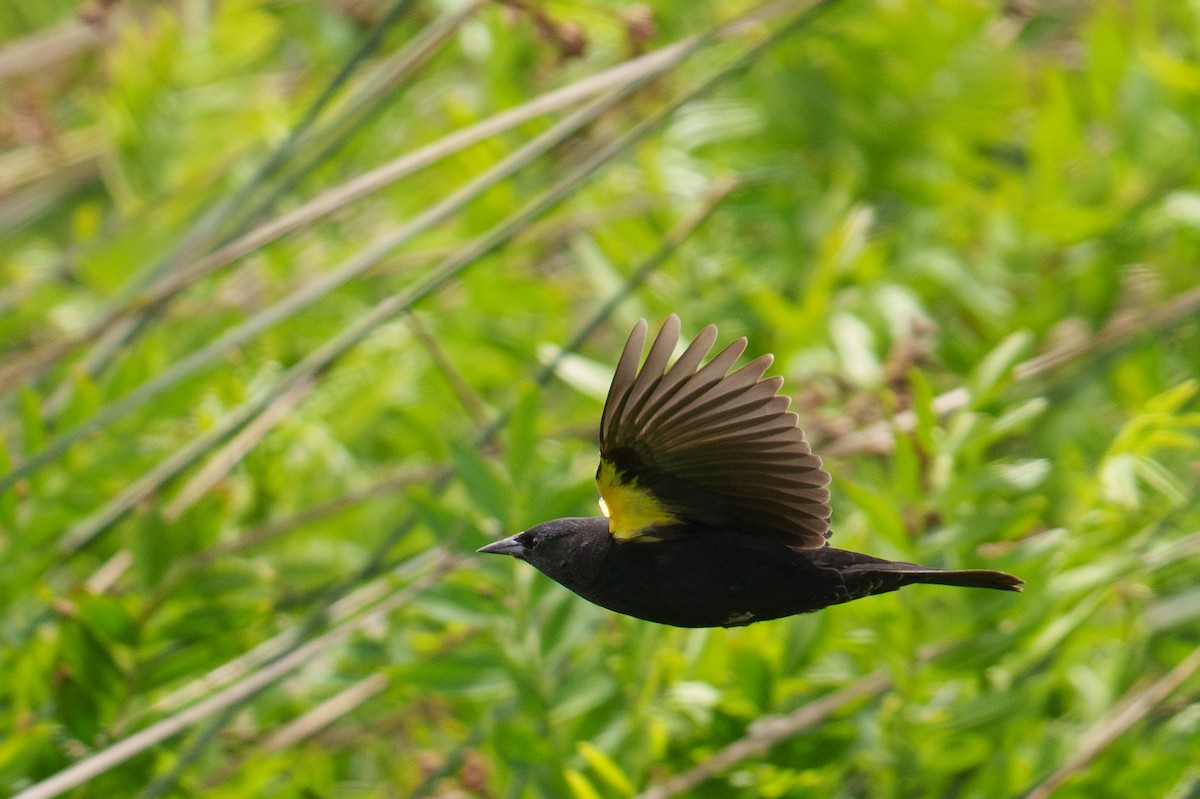 Yellow-winged Blackbird - ML627205310