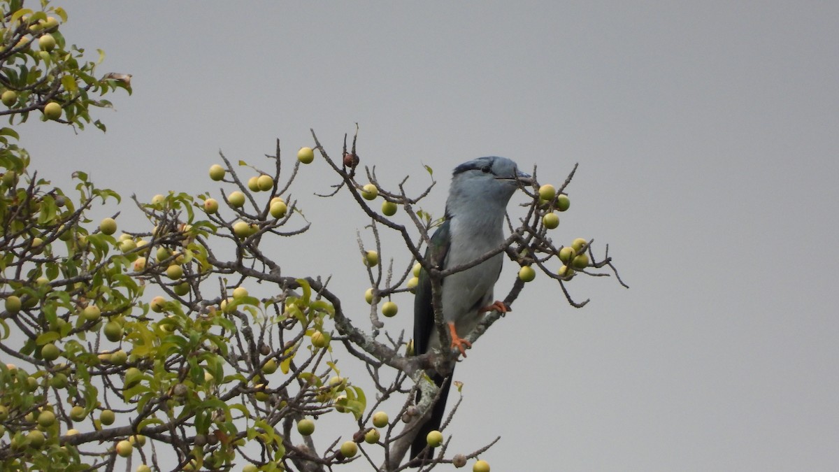 Cuckoo-roller - ML627205391