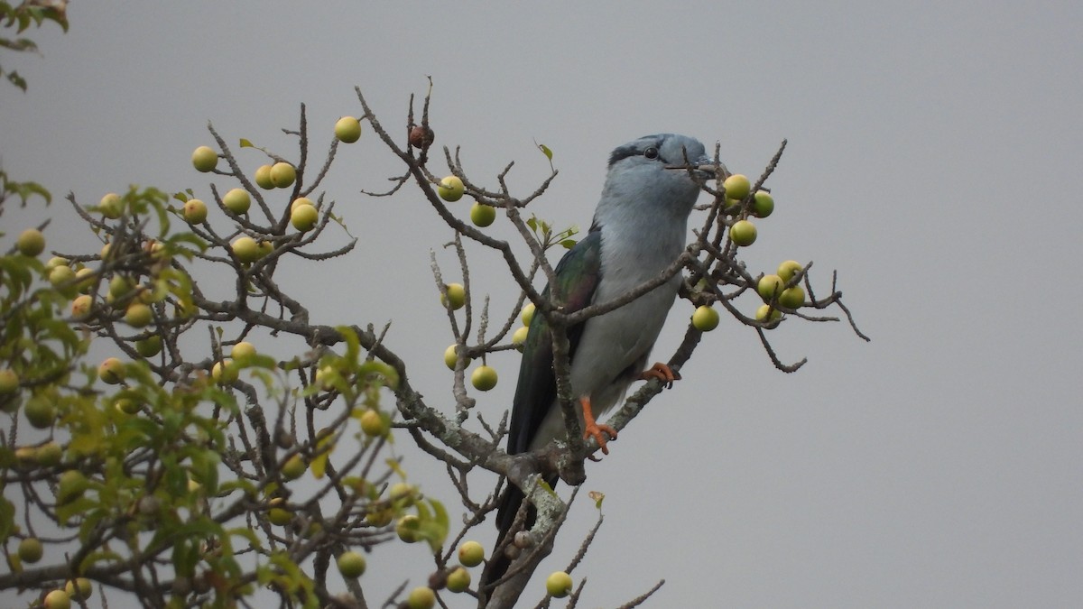 Cuckoo-roller - ML627205400